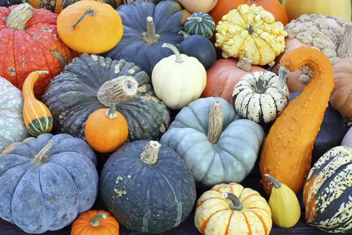 Framed Print : Selection of Pumpkin Varieties Print Framed Print : Selection of Pumpkin Varieties Print