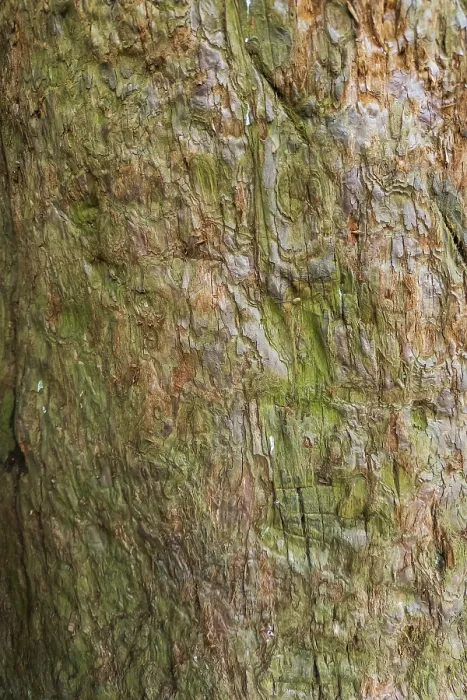 Framed Print : Sequoia Print - Ancient Tree Bark Framed Print : Sequoia Print - Ancient Tree Bark