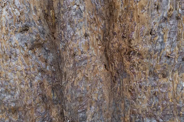 Framed Print : Sequoia Print - Tree Bark Detail Framed Print : Sequoia Print - Tree Bark Detail