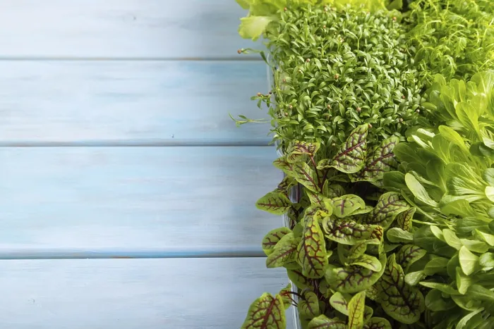 Framed Print : Fresh Microgreens Print on Wooden Background Framed Print : Fresh Microgreens Print on Wooden Background