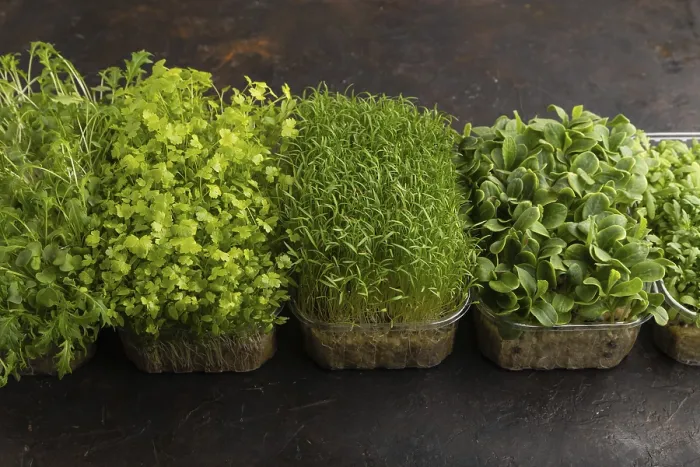 Framed Print : Microgreens Print on Black Concrete Background