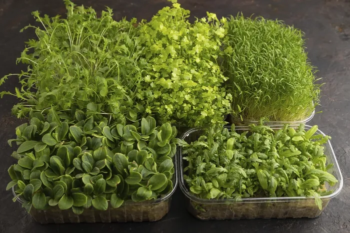 Framed Print : Set of Boxes with Microgreens Print Framed Print : Set of Boxes with Microgreens Print