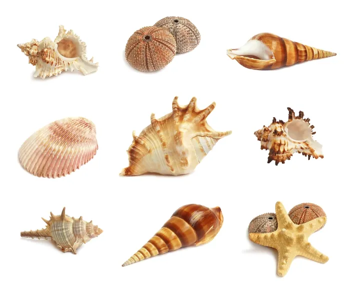 Framed Print : Seashells, Starfish and Echinus Print on White Background Framed Print : Seashells, Starfish and Echinus Print on White Background