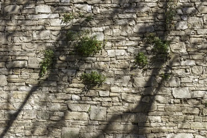 Framed Print : The Shadows of Trees Dancing on the Wall Print Framed Print : The Shadows of Trees Dancing on the Wall Print