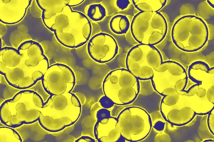 Framed Print : Bacterial Cell Shapes Print: Cocci, Bacilli, Spirilla Framed Print : Bacterial Cell Shapes Print: Cocci, Bacilli, Spirilla