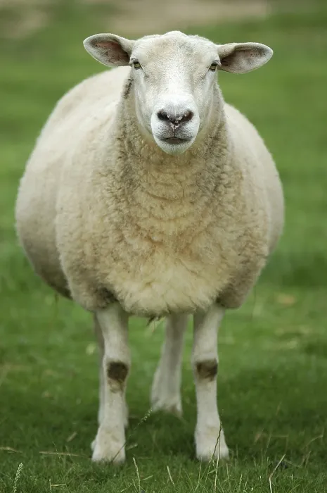 Framed Print : Sheep Print by ImageBROKER