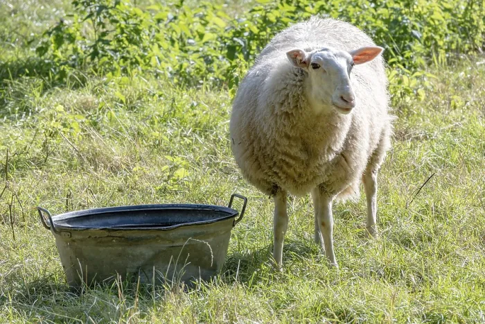Framed Print : Sheep on dike eats grass Print Framed Print : Sheep on dike eats grass Print