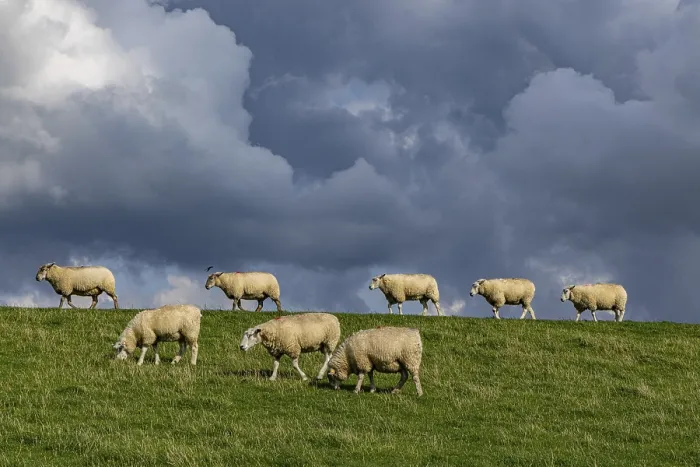 Framed Print : Sheep on the dyke in front of clouds, Nordstrand Print Framed Print : Sheep on the dyke in front of clouds, Nordstrand Print
