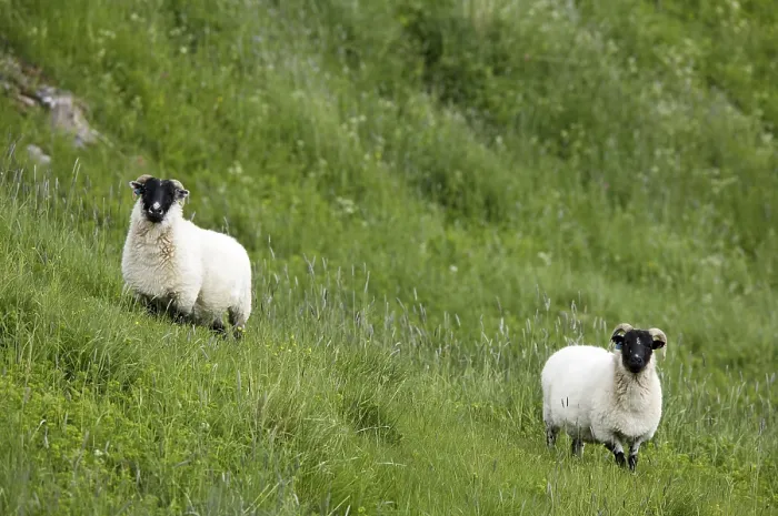 Framed Print : Sheep in a Field Print Framed Print : Sheep in a Field Print