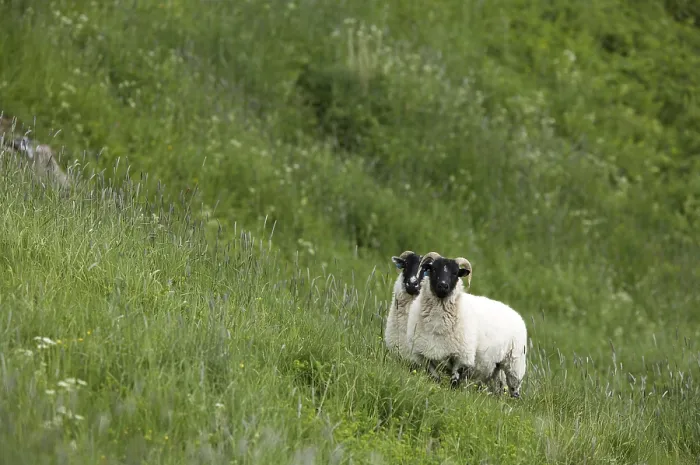 Framed Print : Sheep in a Field Print Framed Print : Sheep in a Field Print