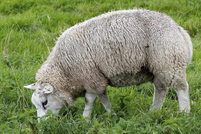 Framed Print : Sheep in the Field Print