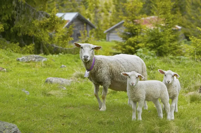 Framed Print : Sheep with Lambs Print Framed Print : Sheep with Lambs Print