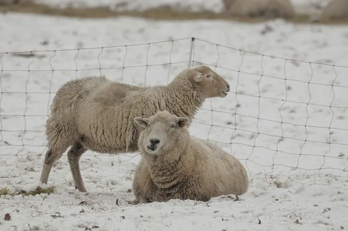 Framed Print : Snowy Scene: Two Sheep in Munsterland, Germany Print Framed Print : Snowy Scene: Two Sheep in Munsterland, Germany Print