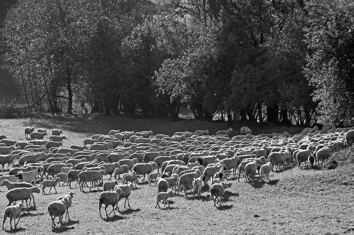 Framed Print : Black and White Print of Sheep in Bavarian Pasture Framed Print : Black and White Print of Sheep in Bavarian Pasture