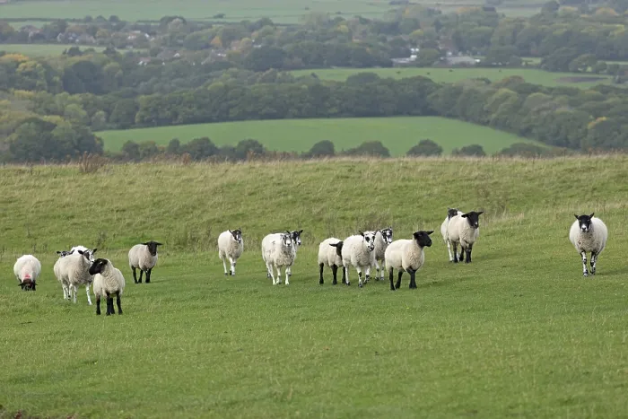 Framed Print : Sheep Print, South Downs Way at Devil's Dyke Framed Print : Sheep Print, South Downs Way at Devil's Dyke