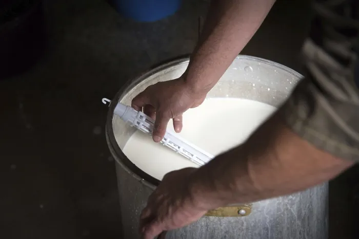 Framed Print : Shepherd Laurent Loustau Making Sheep's Cheese Print Framed Print : Shepherd Laurent Loustau Making Sheep's Cheese Print