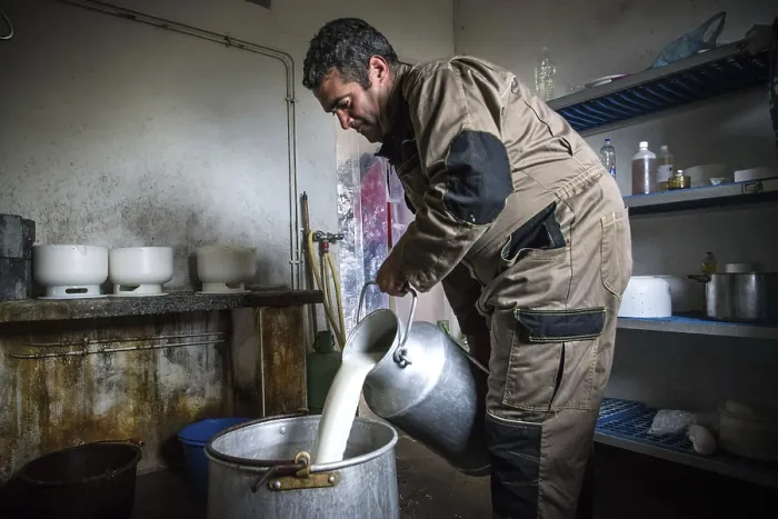 Framed Print : Shepherd Laurent Loustau Making Sheep's Cheese Print