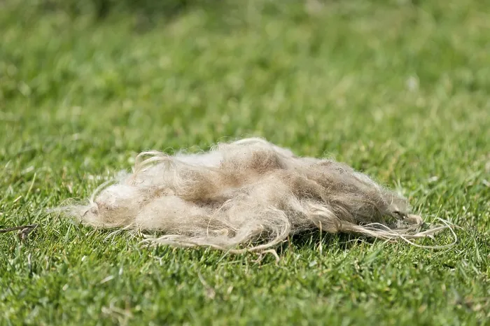 Framed Print : Sheep's wool lying in the grass, Mykines Print Framed Print : Sheep's wool lying in the grass, Mykines Print