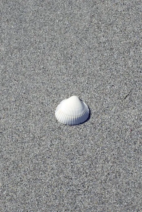 Framed Print : Shell on the Beach Print Framed Print : Shell on the Beach Print