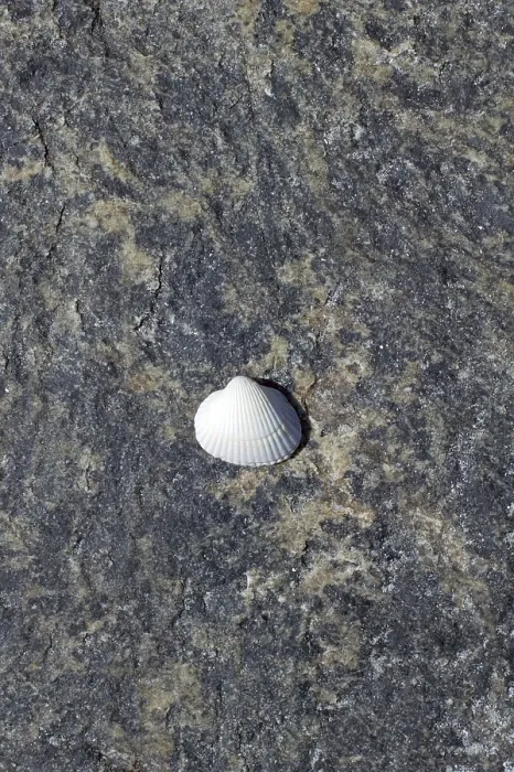 Framed Print : Shell on the Beach Print