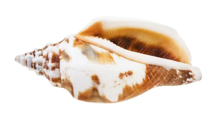 Framed Print : Empty Snail Shell Print on White Background Framed Print : Empty Snail Shell Print on White Background