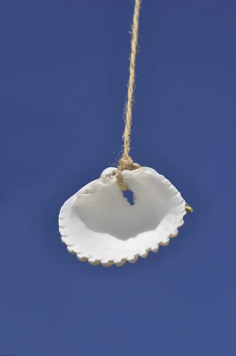 Framed Print : Shell suspended in the air Print Framed Print : Shell suspended in the air Print