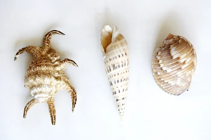 Framed Print : Three Shells Print by imageBROKER Framed Print : Three Shells Print by imageBROKER