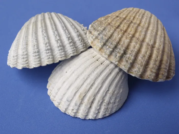 Framed Print : Shells Shells Print by imageBROKER Framed Print : Shells Shells Print by imageBROKER