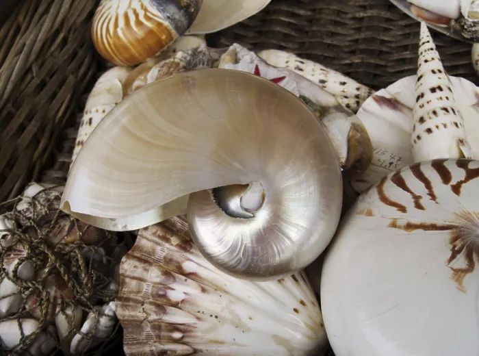 Framed Print : Shells in a Basket Print Framed Print : Shells in a Basket Print