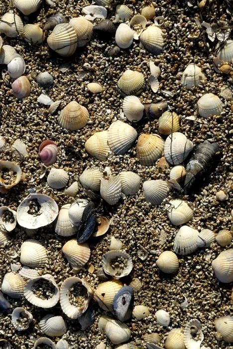 Framed Print : Empty Shells on a Beach Print Framed Print : Empty Shells on a Beach Print