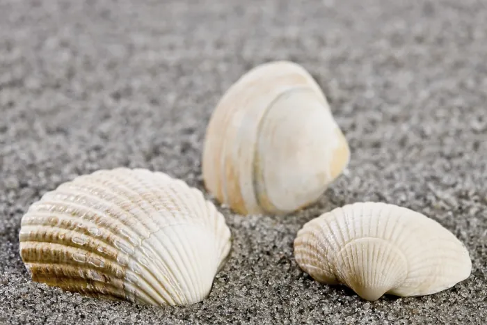 Framed Print : Shells on the Beach Print Framed Print : Shells on the Beach Print