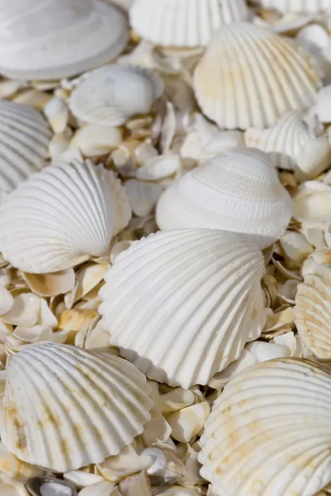Framed Print : Shells on the beach of Peniscola, Costa Azahar Print Framed Print : Shells on the beach of Peniscola, Costa Azahar Print