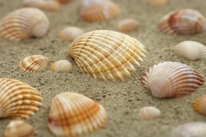 Framed Print : Shells in the sand Print by ImageBROKER Framed Print : Shells in the sand Print by ImageBROKER