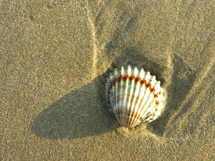 Framed Print : Shells in the Sand Print Framed Print : Shells in the Sand Print