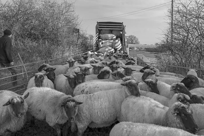 Framed Print : Shepherd Loading into Double-Decker Cattle Trailer Print Framed Print : Shepherd Loading into Double-Decker Cattle Trailer Print