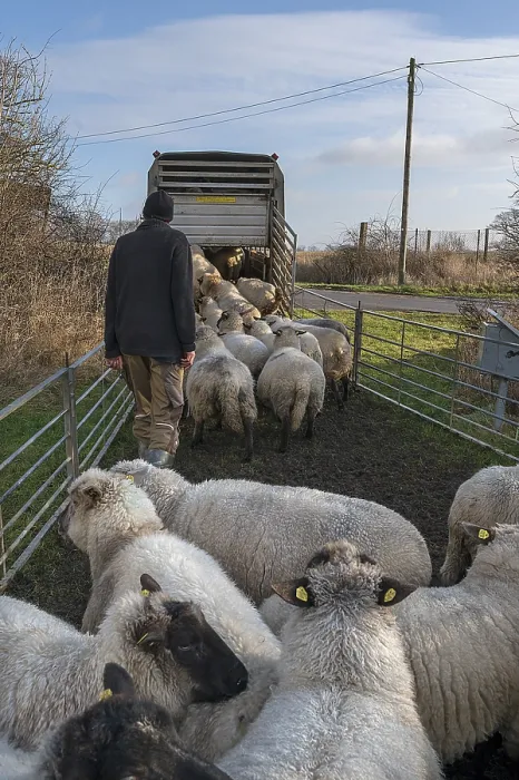 Framed Print : Shepherd Loading Sheep into Double-Decker Trailer Print