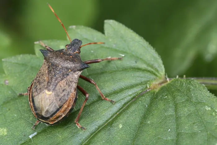 Framed Print : Shield Bug on Leaf Print Framed Print : Shield Bug on Leaf Print
