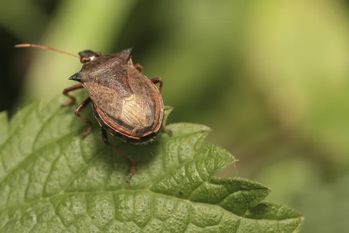 Framed Print : Shield Bug on Leaf Print Framed Print : Shield Bug on Leaf Print