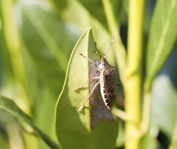 Framed Print : Shield Bug on a Bush Print Framed Print : Shield Bug on a Bush Print