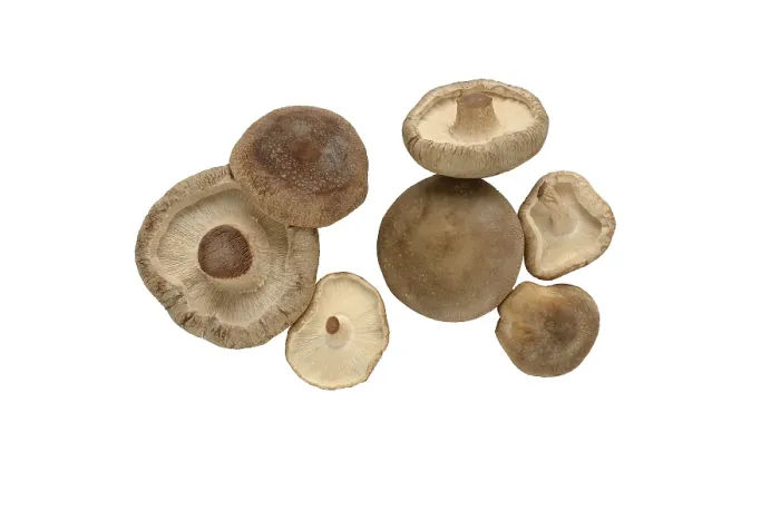 Framed Print : Shiitake Mushroom Print - Studio Shot Framed Print : Shiitake Mushroom Print - Studio Shot