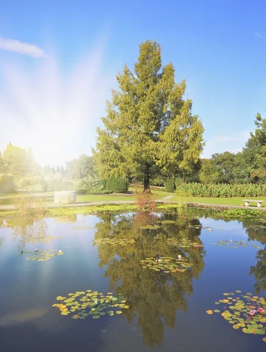 Framed Print : Shining Rays Reflected in Pond Print Framed Print : Shining Rays Reflected in Pond Print