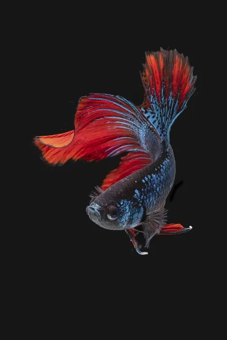 Framed Print : Siamese Betta Fish in Movement Studio Print