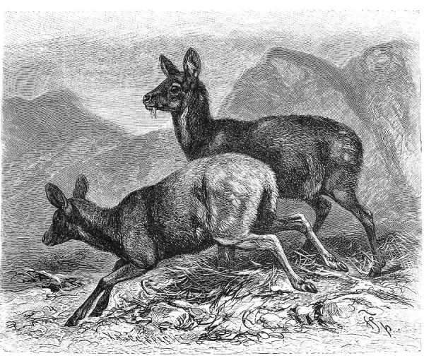 Siberian Musk Deer, 18th Century Art Prints, Posters