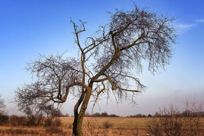 Framed Print : Bare Tree Silhouette Print with Erratic Branches Framed Print : Bare Tree Silhouette Print with Erratic Branches