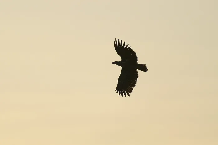 Framed Print : White-tailed Eagle in Flight Print, Altmuhlsee, Germany