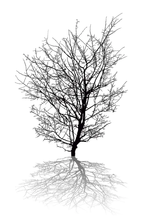 Framed Print : Silhouette of a Leafless Tree and Shadow Print, Romania Framed Print : Silhouette of a Leafless Tree and Shadow Print, Romania