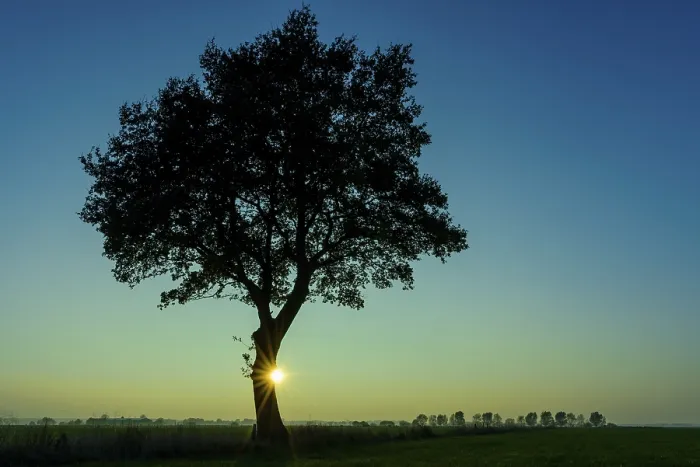 Framed Print : Silhouette of a Tree in Sunset, Vechta Print