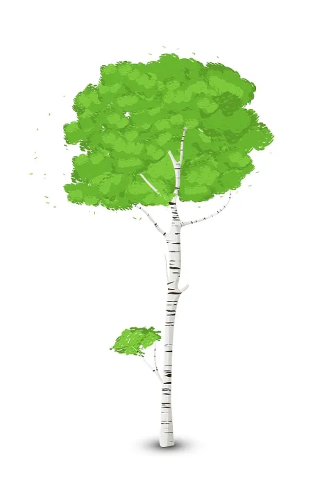 Framed Print : Silver Birch Tree Print on White Background Framed Print : Silver Birch Tree Print on White Background