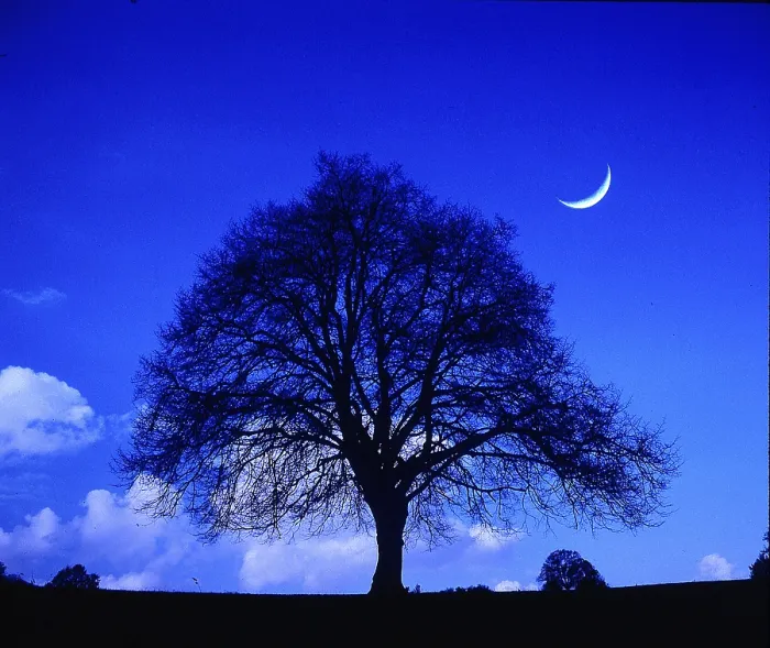 Framed Print : Single Apple Tree, Moon Print Framed Print : Single Apple Tree, Moon Print
