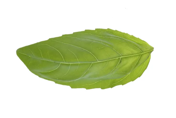 Framed Print : Single Basil Leaf Print Framed Print : Single Basil Leaf Print